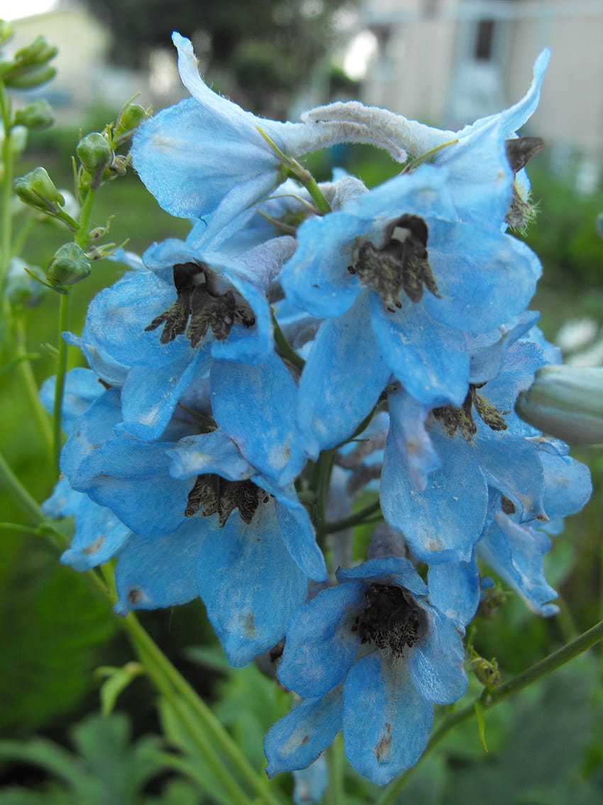 : Light Blue Flower, light blue flowers HD phone wallpaper