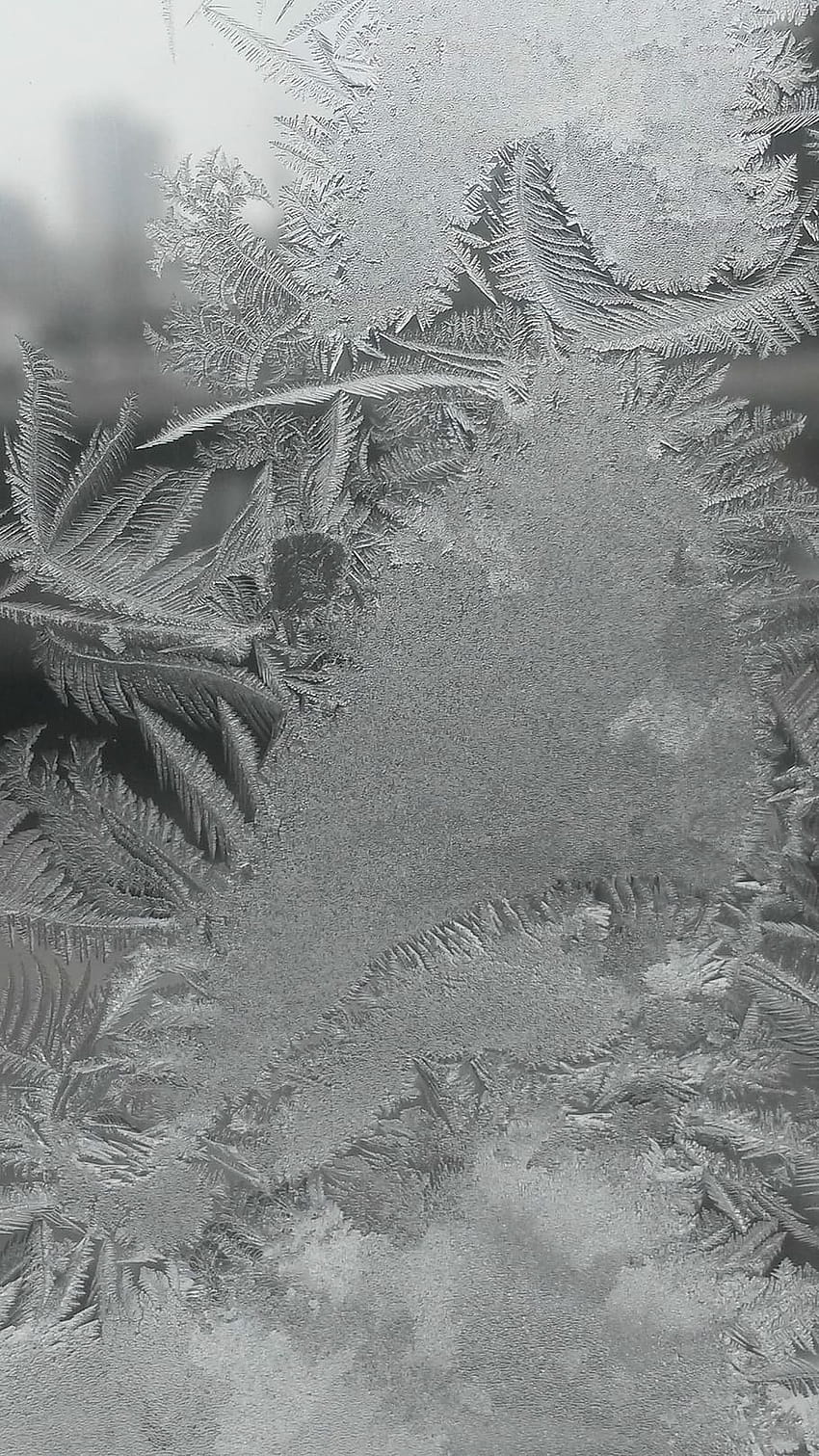 : Hardest, Frost, Iced, Winter, Cold, frozen, frozen ice flowers window glass Papel de parede de celular HD