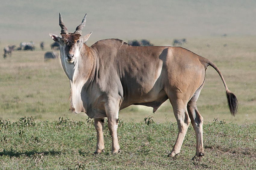 Eland Facts, History, Useful Information and Amazing, common eland HD ...