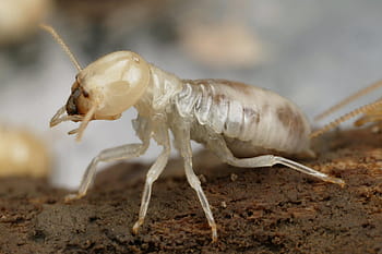 Termites - The Australian Museum
