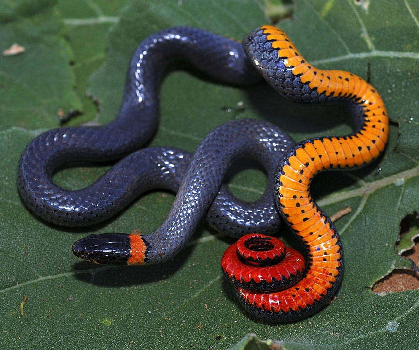 Sand Viper Snake, small snake HD wallpaper | Pxfuel