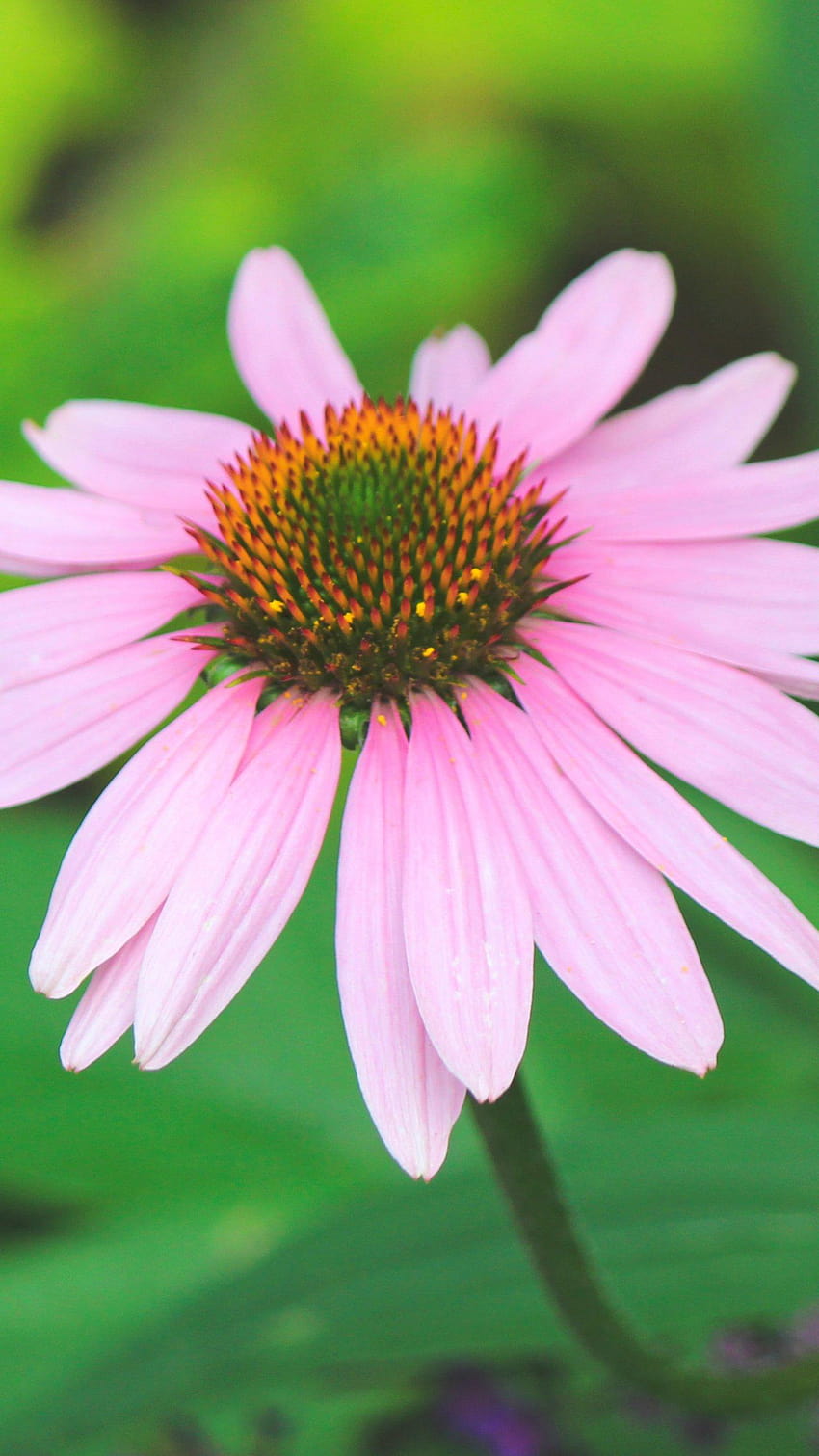 Rosa Blume, grüner Sonnenhut HD-Handy-Hintergrundbild