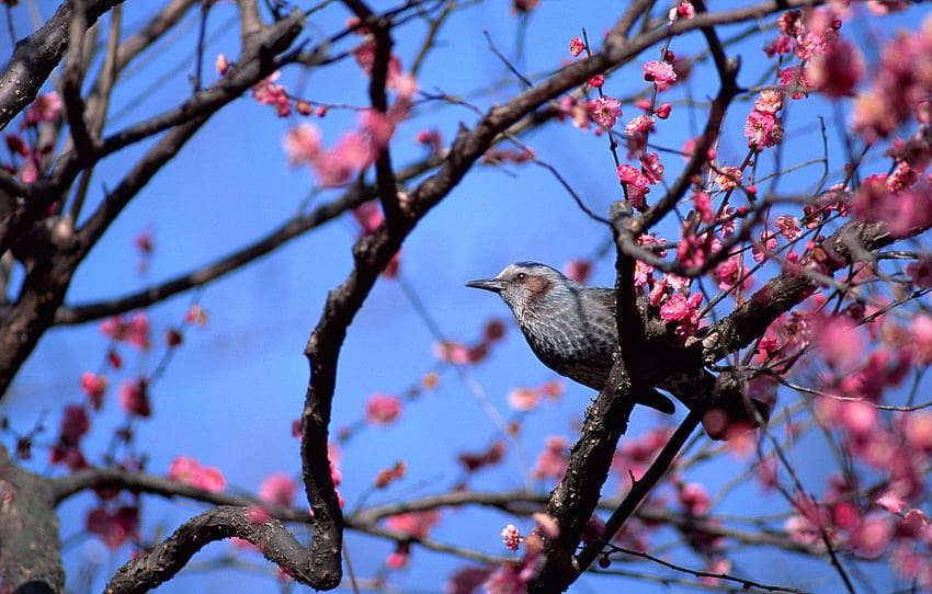 animals, birds, cute, spring, bird, flowering tree, pink, spring birds flowers HD wallpaper