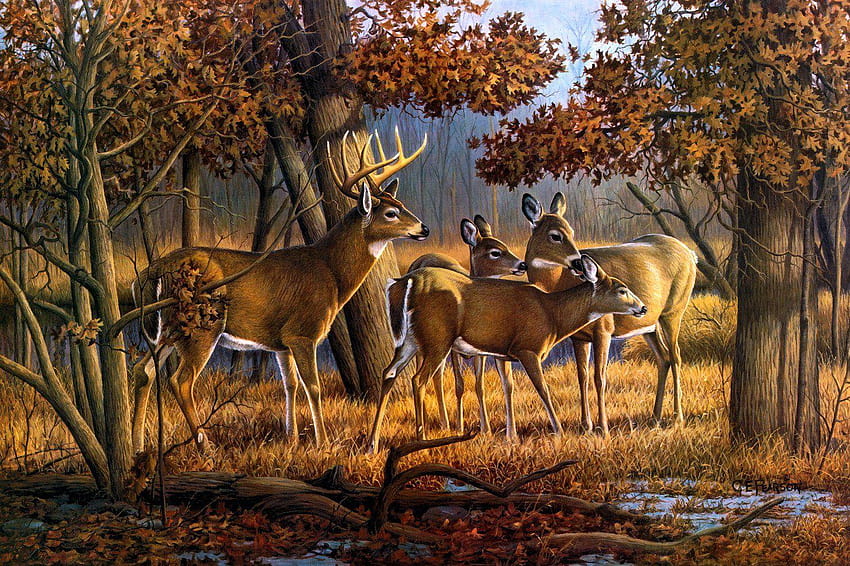 Deer 10 HD wallpaper | Pxfuel