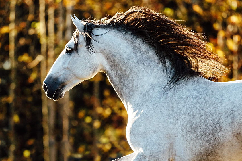 Natural Light Equine Portraits HD wallpaper