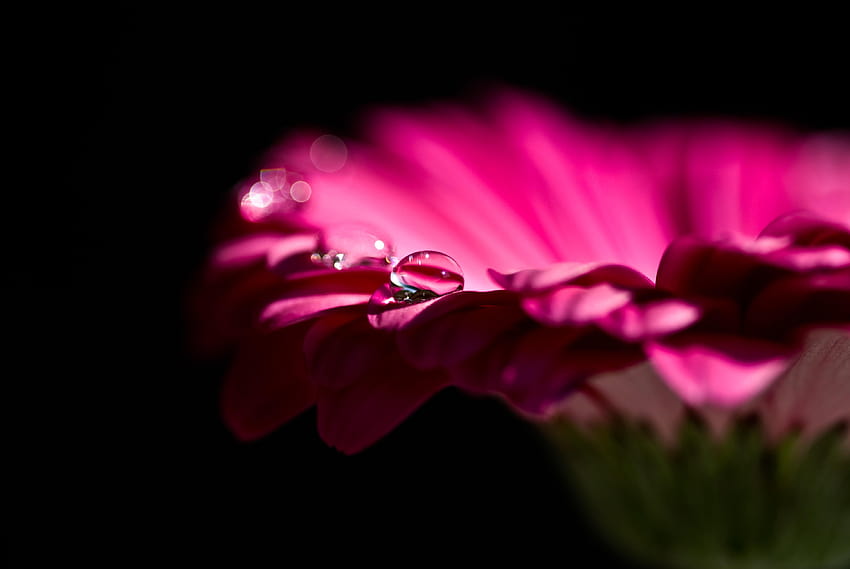 Gerbera Flowers, Pink, Droplets, Daisy, Flowers HD wallpaper