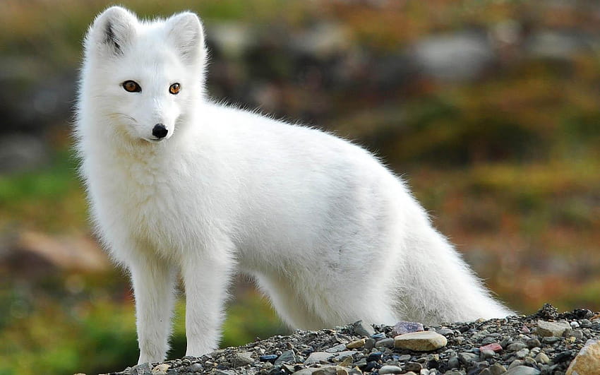 Arctic Fox HD Wallpapers New Tab For Chrome  Impressive Nature