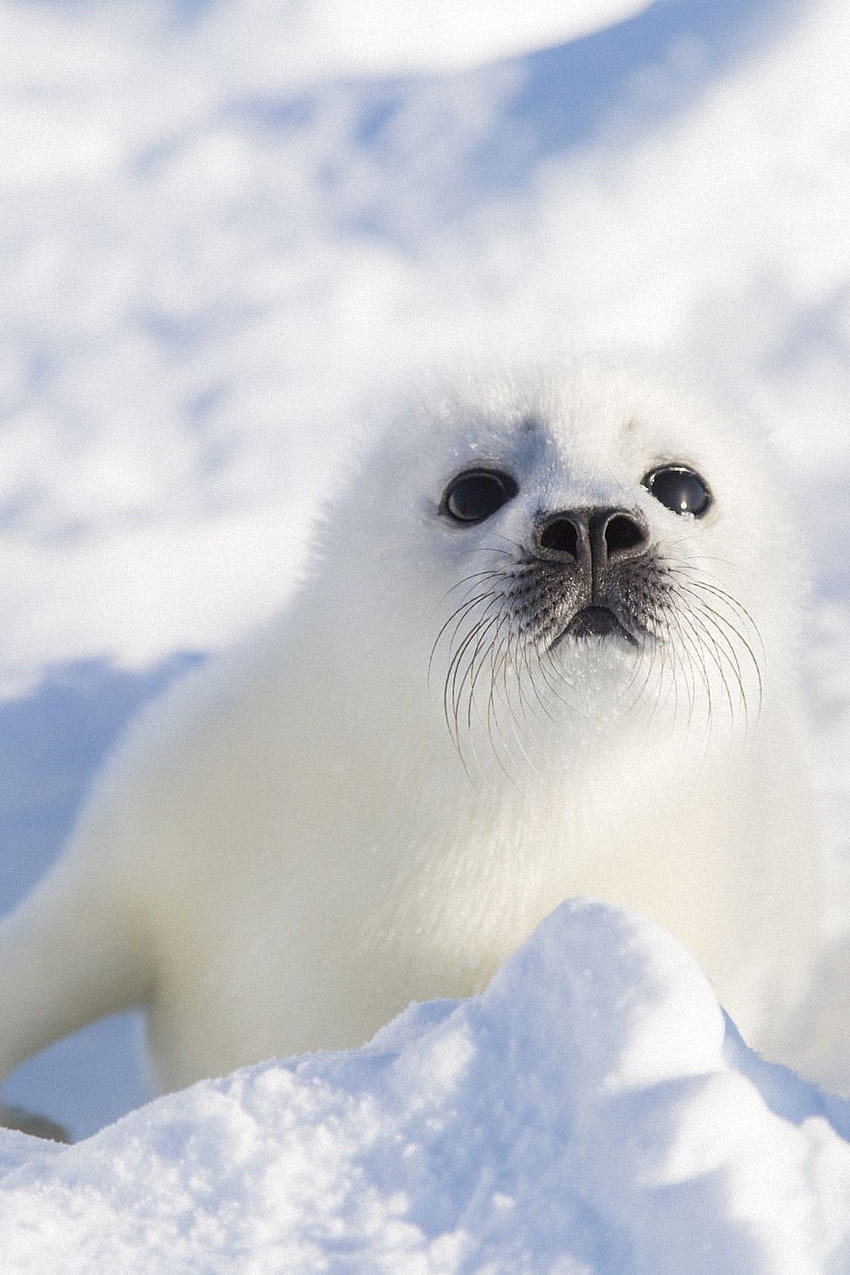 Leão-marinho fofinho, foca fofinha Papel de parede de celular HD