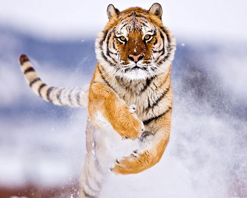 tigre animali tigre 2560, tigre arrabbiata Sfondo HD