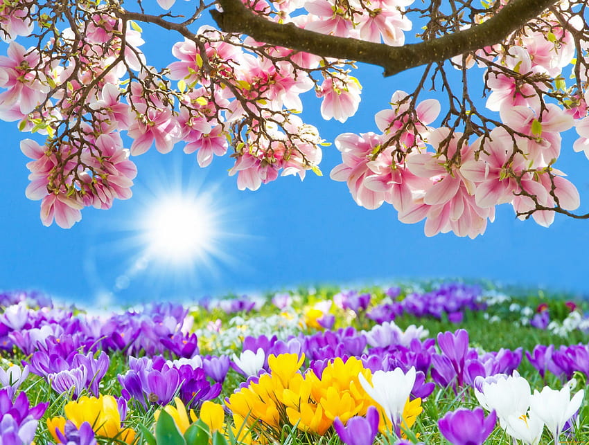 Spring is coming spring road HD wallpaper