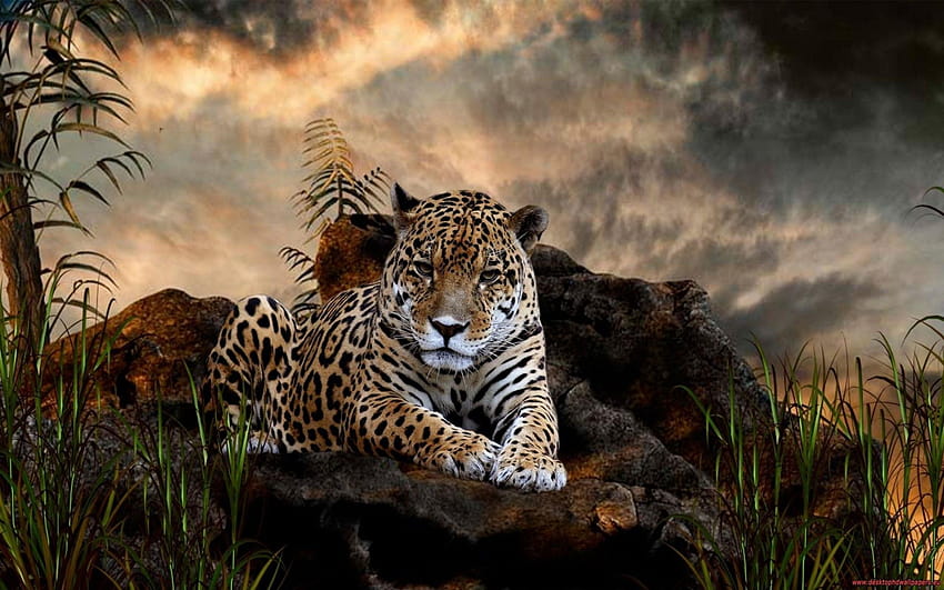 Page 3 | exotic animals HD wallpapers | Pxfuel