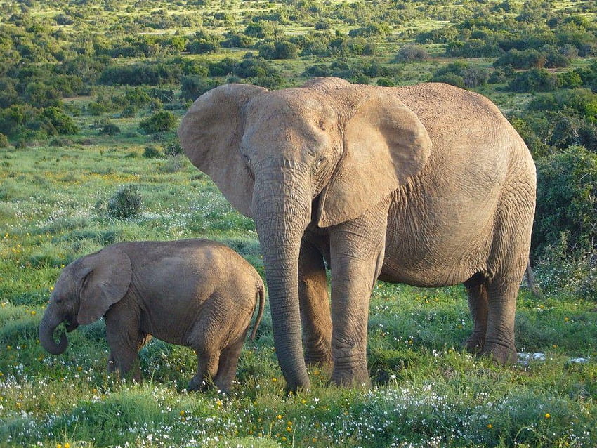 EMA, journée mondiale de l'éléphant Fond d'écran HD
