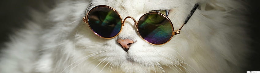 Cool white cat with round sunglasses, cat with sunglasses HD wallpaper