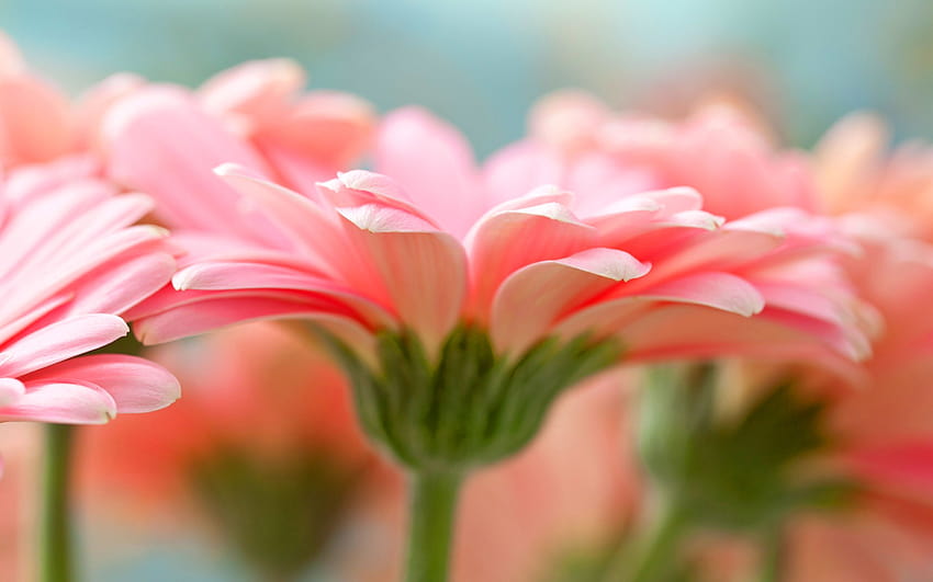 Pink Gerbera Daisies, pink daisies HD wallpaper