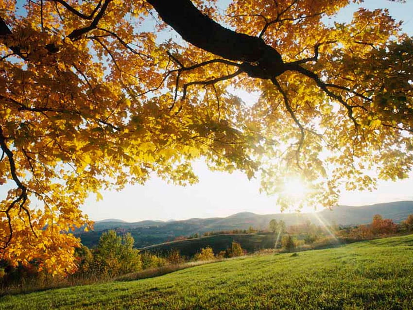 1400x1050 sun rays, branches, tree, leaves, yellow, autumn, light, meadow standard 4:3 backgrounds, autumnal trees in sun rays HD wallpaper