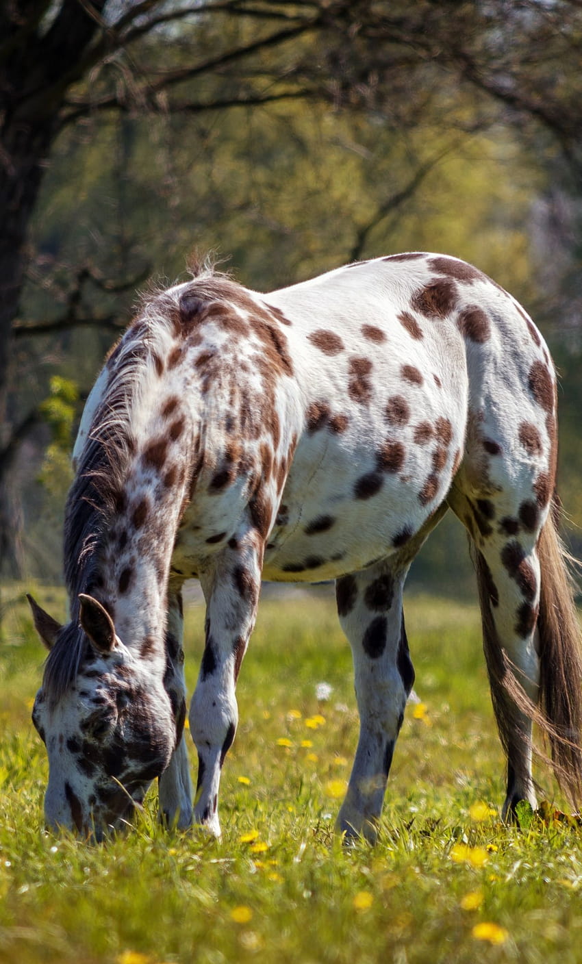 Cavalo, Spots, Animal, Pastando, cavalo appaloosa Papel de parede de celular HD
