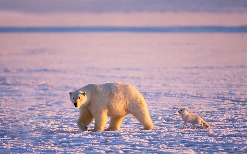 animals, Polar Bears, Friends, Snow / and, arctic tundra HD wallpaper