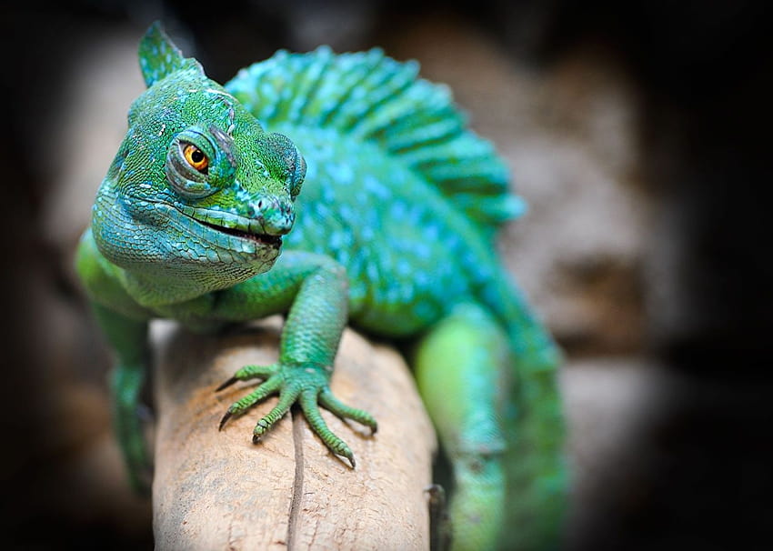 Lizard blurred backgrounds Paws ...1zoom, basilisk lizard HD wallpaper