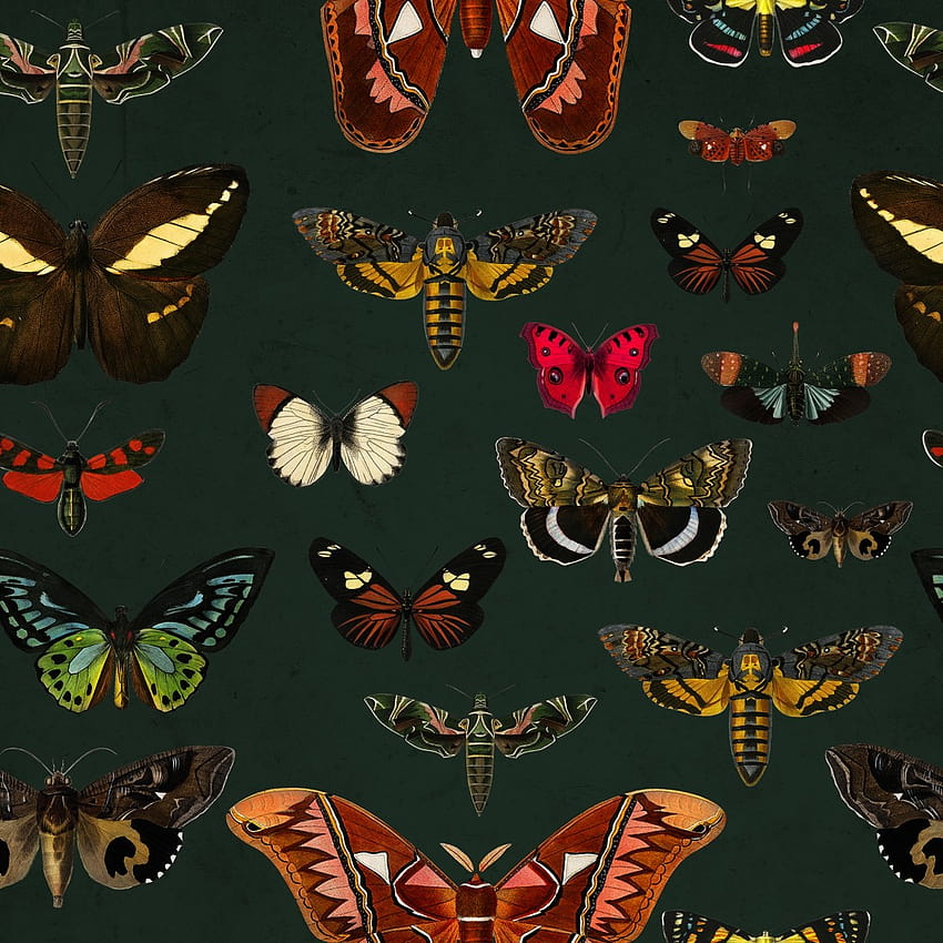 Colorful Butterfly Patterns on Green Backgrounds Mural, vintage butterfly HD phone wallpaper Colorful Butterfly Patterns on Green Backgrounds Mural, vintage butterfly HD phone wallpaper