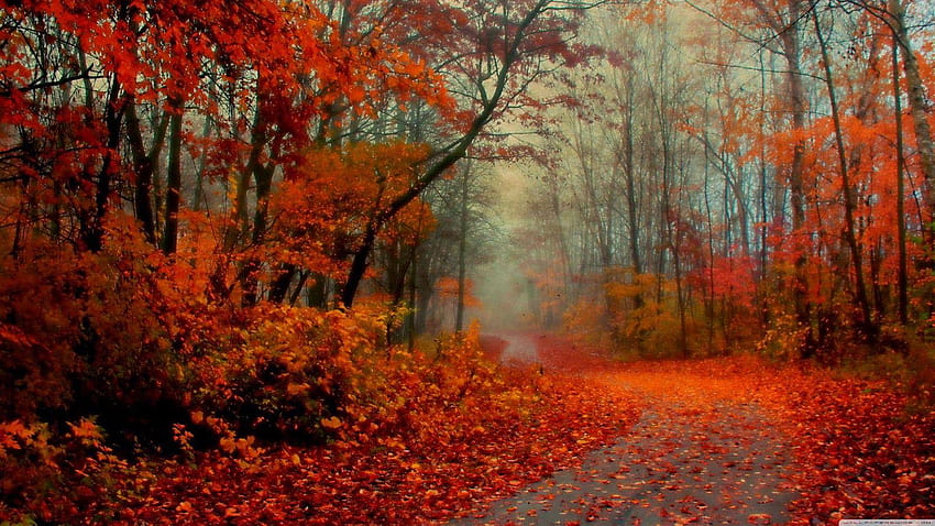 Романтична есенна гора, романтични фонове HD тапет