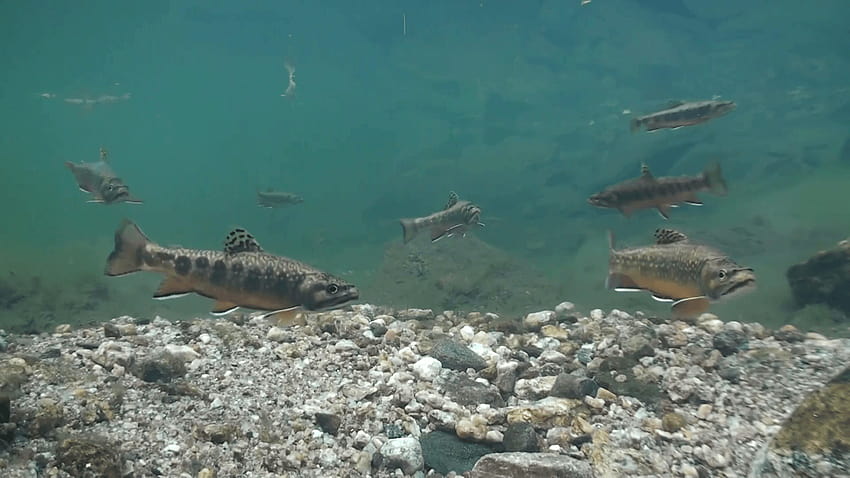 Brook Trout School Fall Clear Water Underwater Stock Video Footage, speckled trout HD wallpaper