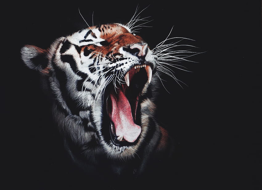 Tigre, Rugido, oscuro, , Animalia, black tiger android fondo de pantalla