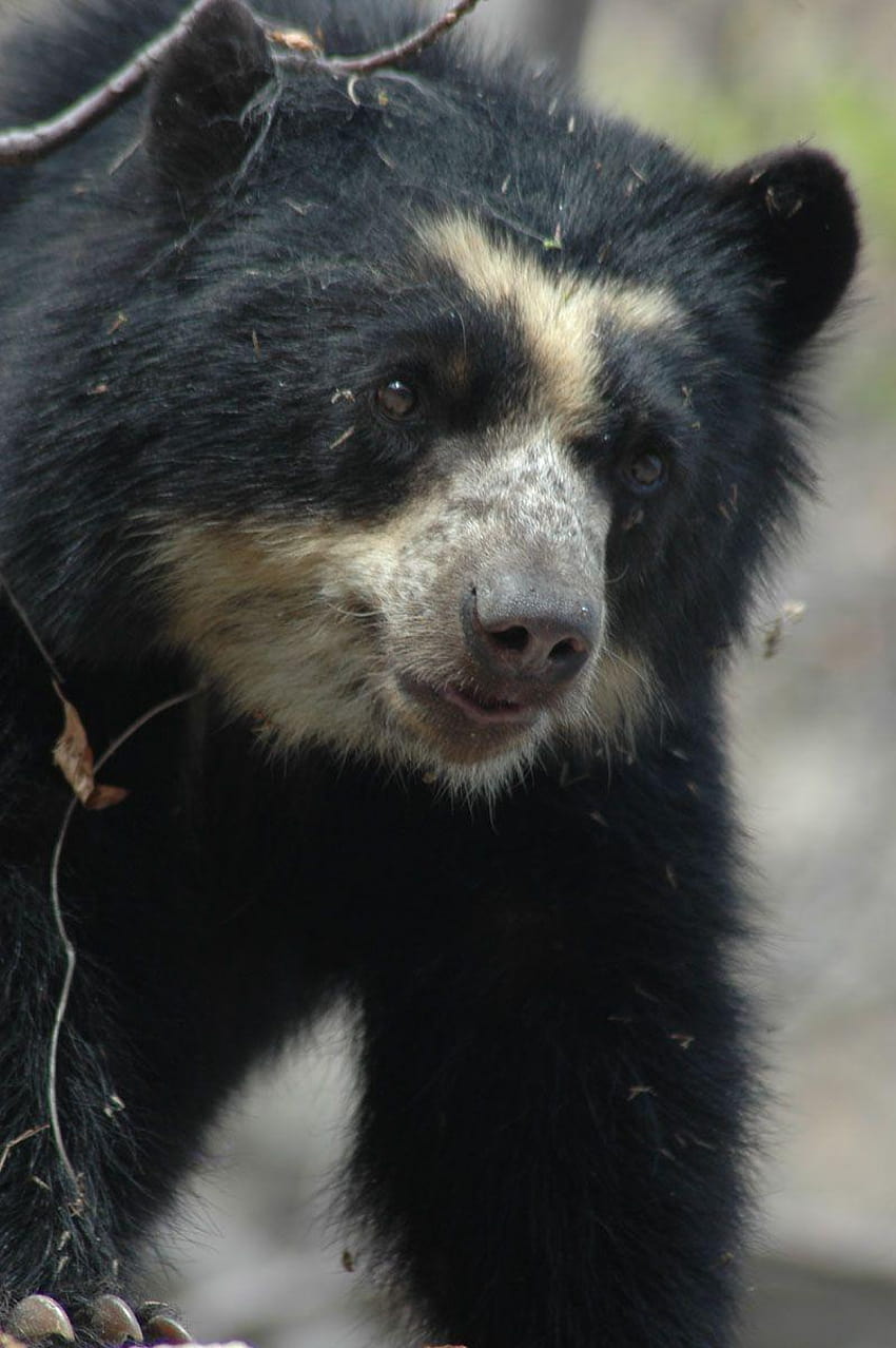 Spectacled bears are the largest mammals in South America! Click HD phone wallpaper