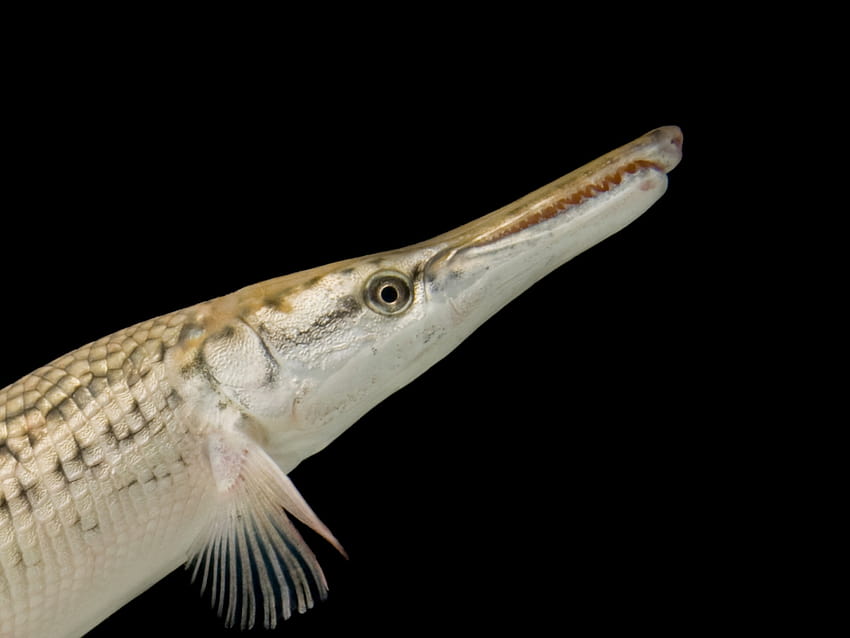 Alligator gar, facts and, central american fish HD wallpaper