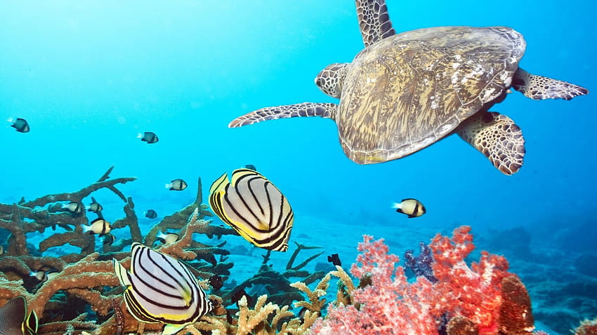Animaux aquatiques poisson corail sealife ange, vie marine Fond d'écran HD