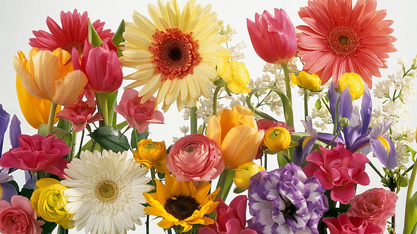 bunte Blumen, Blume, blühende Pflanze, Blütenblatt, Schnittblumen, Floristik, gemischte Blumen HD-Hintergrundbild