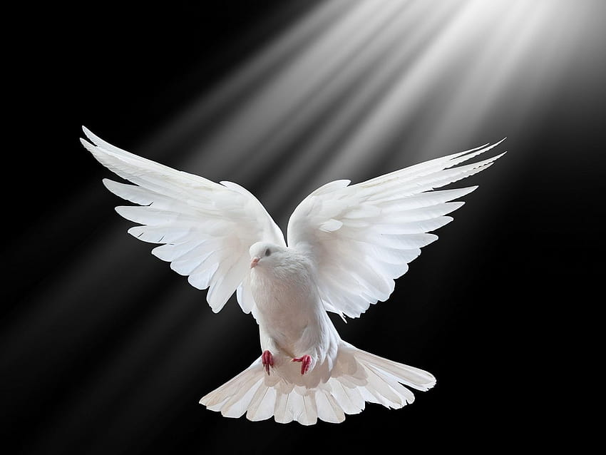 Piękny biały gołąb, gołębie Tapeta HD