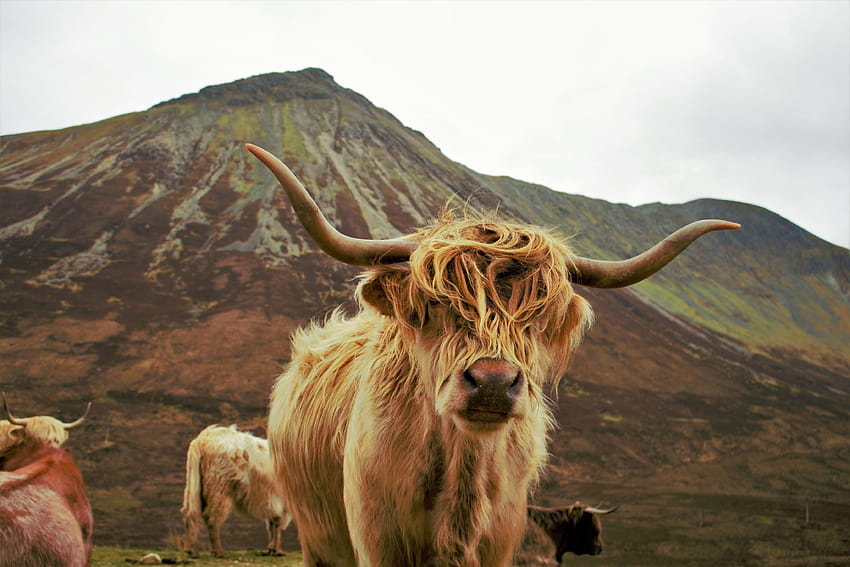 Hochlandkuh, süße flauschige Kuh HD-Hintergrundbild