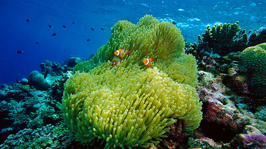 Sea Anemone and Clownfish HD wallpaper