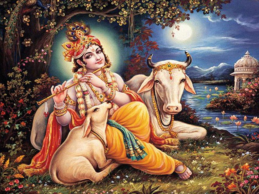Lord Krishna und Kuh Ehrfürchtiger großer Hindu-Gott, Krishna mit Kuh HD-Hintergrundbild