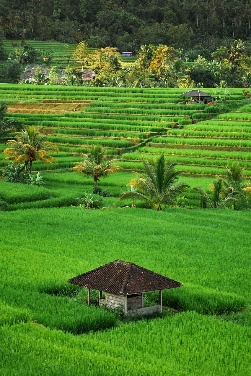 Campo de arroz [], fazenda de arroz Papel de parede de celular HD