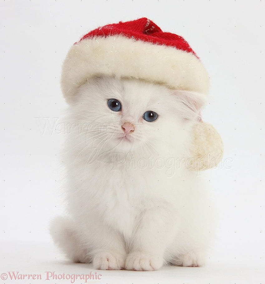 Cute kittens wearing Christmas hats, cat with santa hat HD phone ...