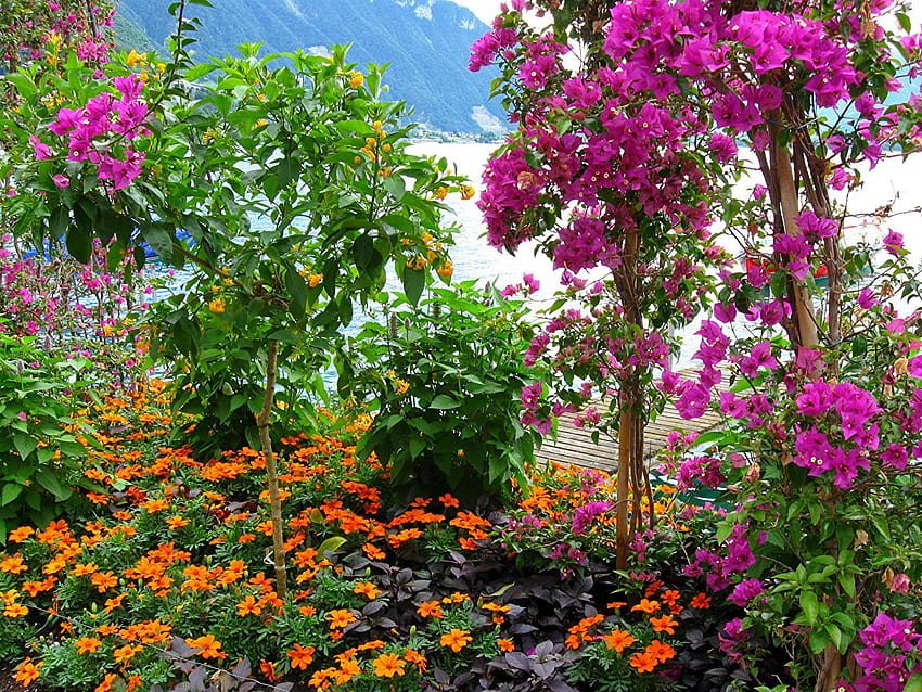 Flowers along Lake Geneva. Switzerland Many HD wallpaper