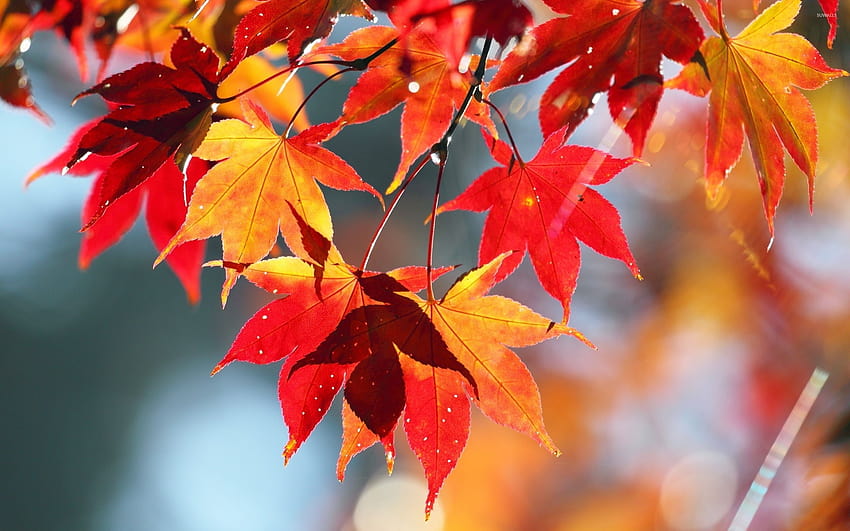 Maple Leaves, maples leaves red anime beautiful HD wallpaper | Pxfuel