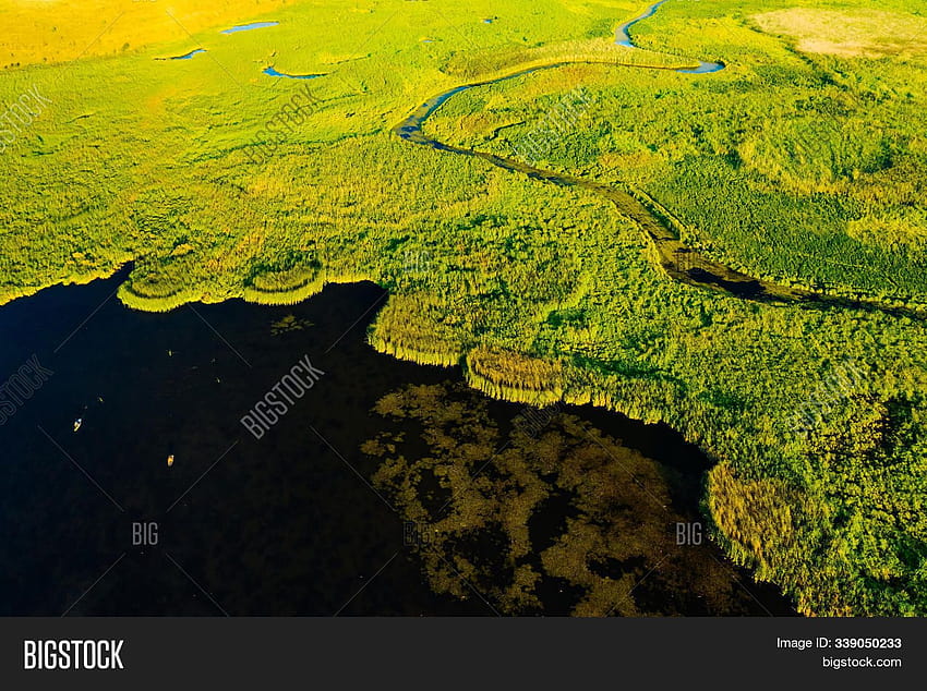 Lush Wetlands Bird's & HD wallpaper