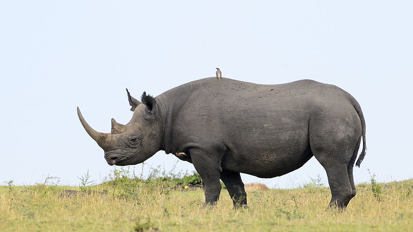 Rhino , Animal, HQ Rhino, animal rhino HD wallpaper | Pxfuel