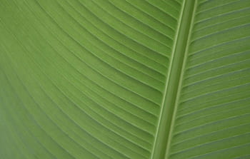 Page 4 | banana leafes HD wallpapers | Pxfuel