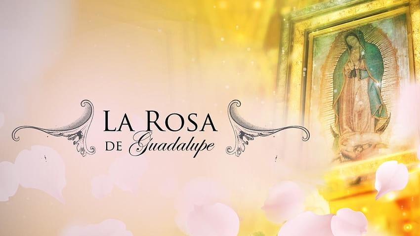 La Rosa de Guadalupe HD wallpaper | Pxfuel