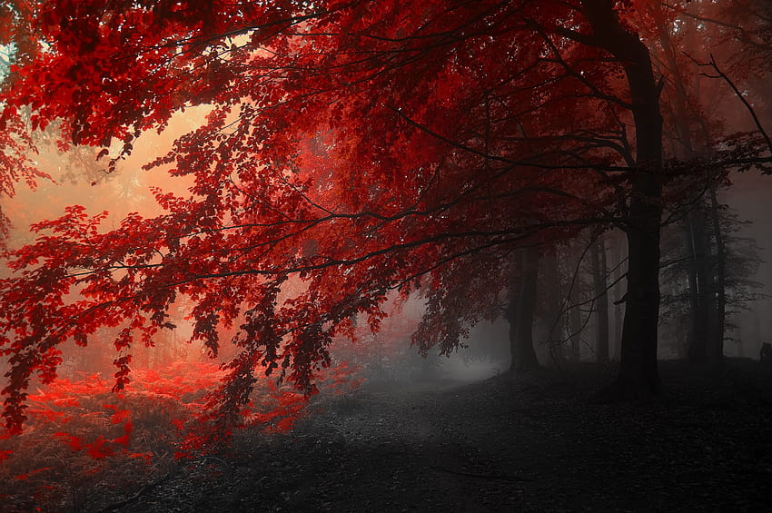 Red leafed tree, autumn HD wallpaper | Pxfuel