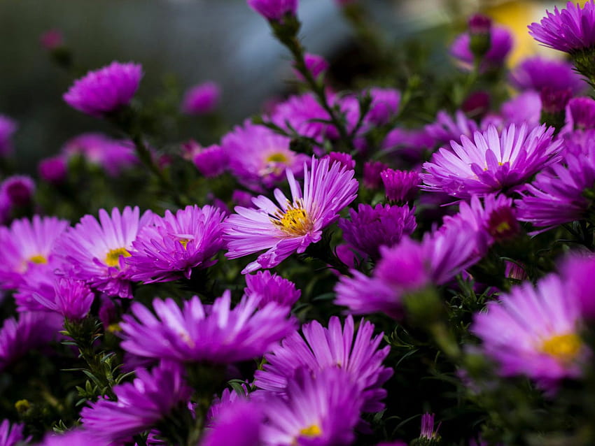 紫色のアスターの花に咲く庭の植物サマーウルトララップトップ、タブレット、携帯電話、テレビ用 3840x2400 : 13, summer display 高画質の壁紙