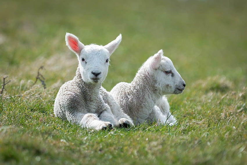 Baby sheep Baby Animals [2048x1367] for your , Mobile & Tablet HD wallpaper
