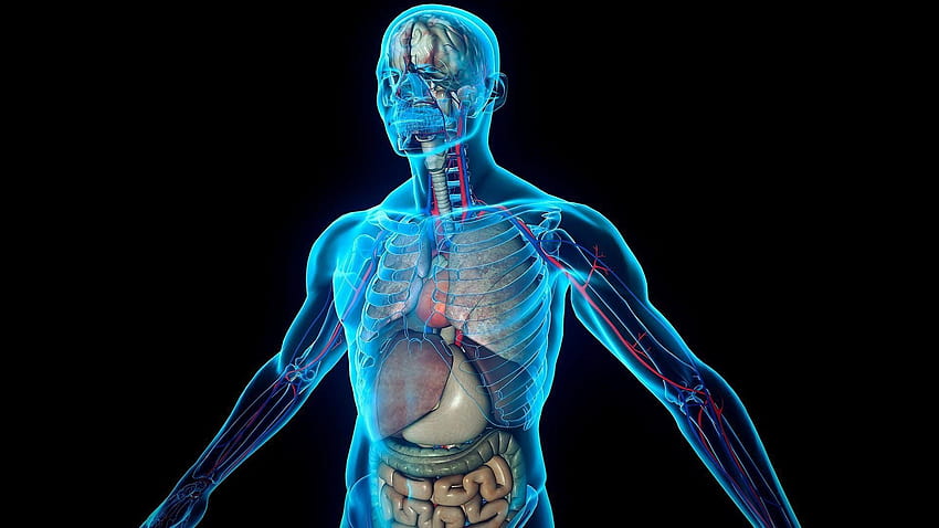Anatomi 3D, bagian tubuh Wallpaper HD