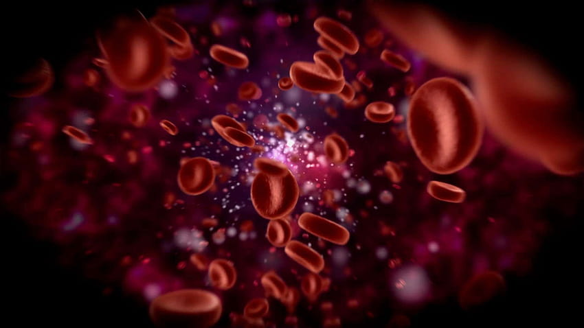 Rote Blutkörperchen, weiße Blutkörperchen HD-Hintergrundbild