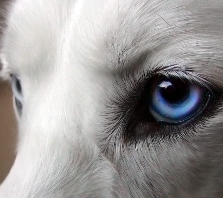 Galaxy S4, blue wolf eyes HD wallpaper