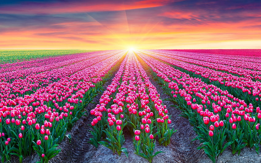 Campo de tulipas, tulipas cor de rosa, Holanda, nascer do sol, flores de tulipas primavera holandesa papel de parede HD
