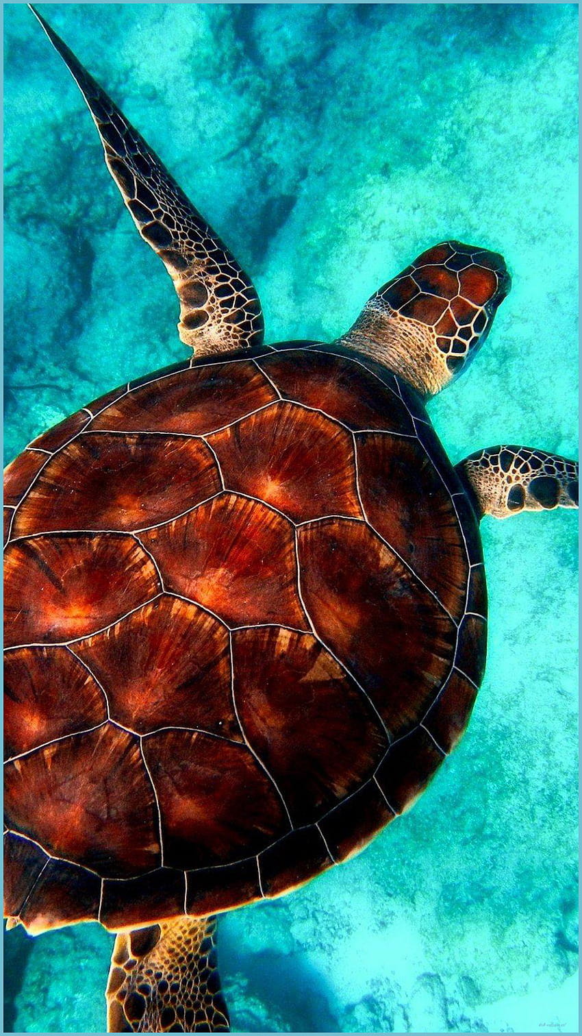 Understanding The Backgrounds Of Turtle Art aesthetic sea turtle HD phone  wallpaper  Pxfuel
